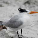 Royal Tern