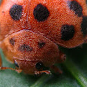 28-spotted Lady Beetle