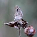 Dark Grass Blue