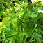 Parsley