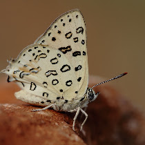 Butterflies of Turkey