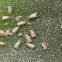 Giant Whitefly