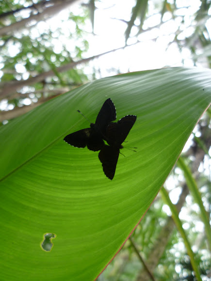 Spotting Image 1