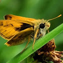 Fiery Skipper