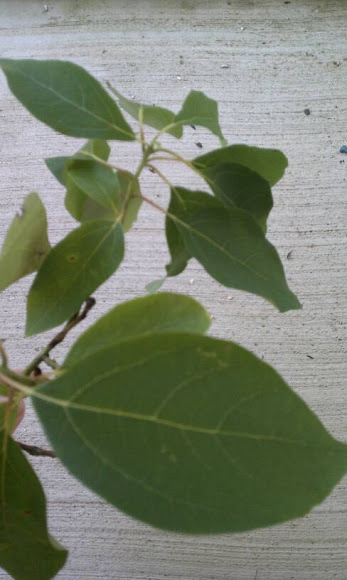 Spotting Image 1