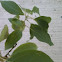 Sassafras