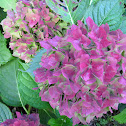 Hortensias