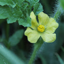 Watermelon Flower