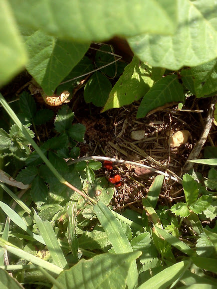 Spotting Image 1