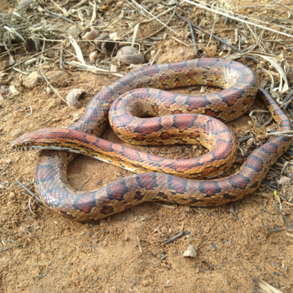 Corn snake Project Noah