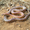 Corn snake