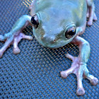 Australian White Tree Frog (White's Tree Frog)