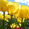 Yellow Tulip