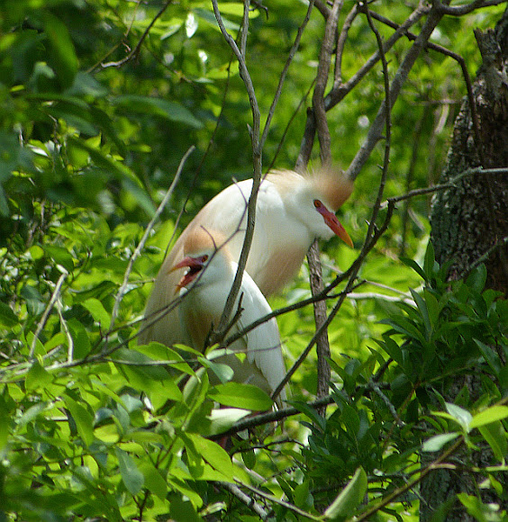 Spotting Image 1