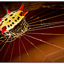 Spiny Orb Weaver Spider