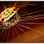 Spiny Orb Weaver Spider