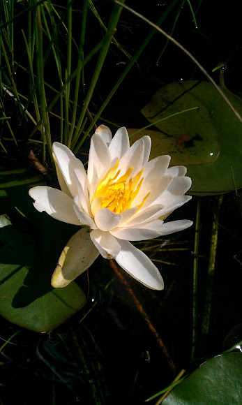 Spotting Image 1