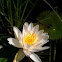 White Waterlily