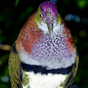 Superb Fruit-Dove