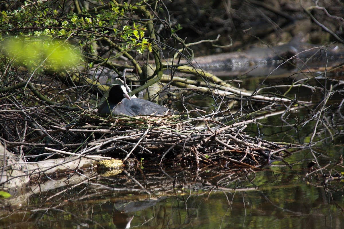 meerkoet (Fulica atra)