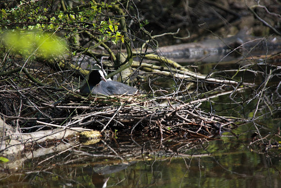 Spotting Image 1