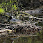 meerkoet (Fulica atra)