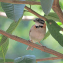 Rufous-collared Sparrow