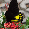 Common Birdwing