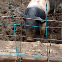 Pig