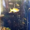 Rainbow fish