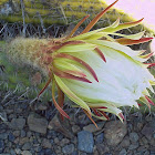 Easter Lily Cactus