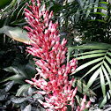 Aechema Bromeliad