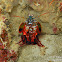 Peacock Mantis Shrimp