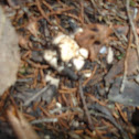 deer scat