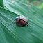 Harlequin bug