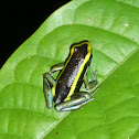 three-striped poison dart frog