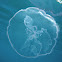 Moon Jellyfish