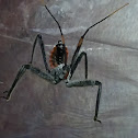 Wheel Bug