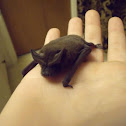 Bat