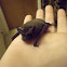 Bat