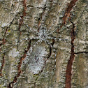 Common Two Tail Spider