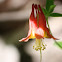 Columbine