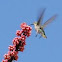 Humming bird 