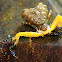 Female Bird-dung Spider