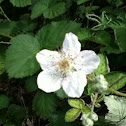 Blackberry flower