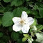 Blackberry flower