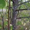 Chokecherry