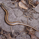 Madagascar Legless Skink