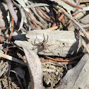 Unknown Spider