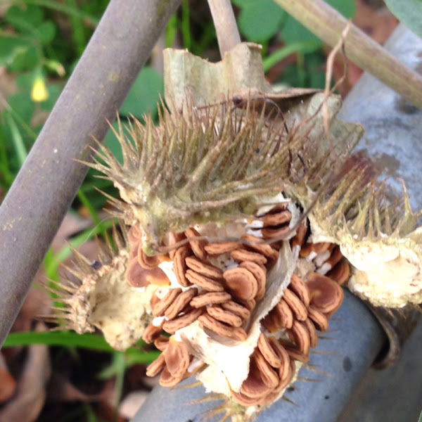 Angel Trumpet seeds & seed pod Project Noah